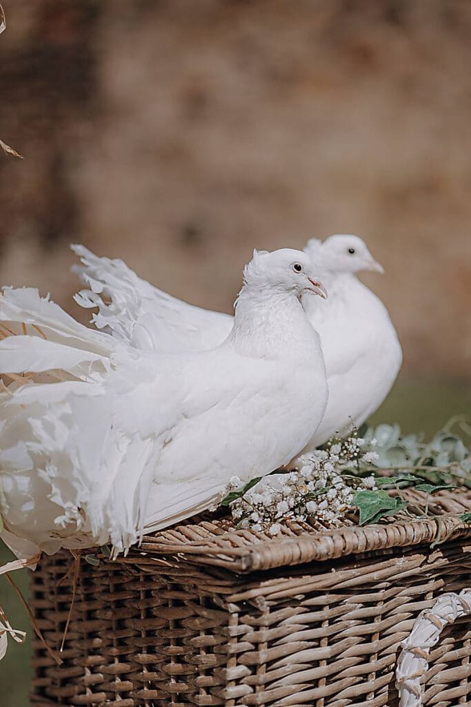 Weiße Tauben symbolisieren Liebe, Treue und Fruchtbarkeit. Das Taubenpaar wir bei einer Hochzeit als Zeichen der Treue freigelassen.